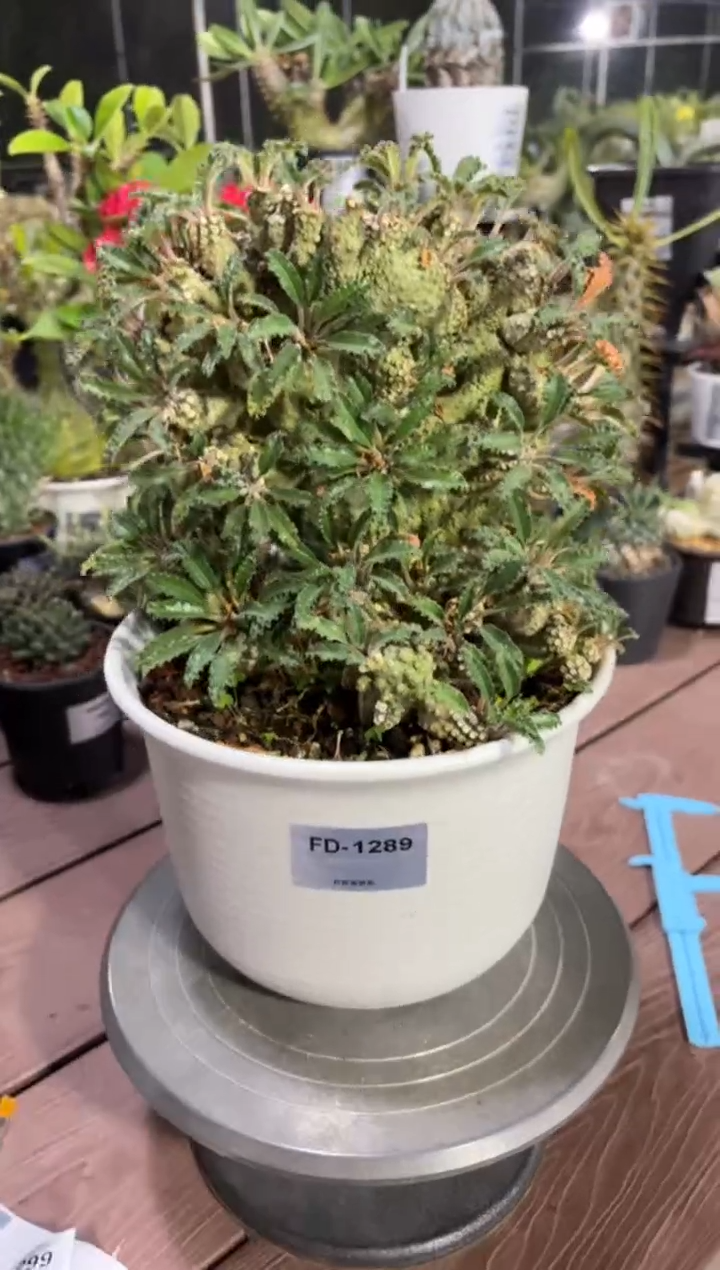 缀化椰子琉桑FD-1289