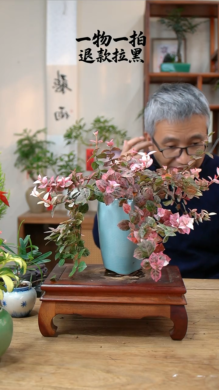 完全开放浅*花叶288