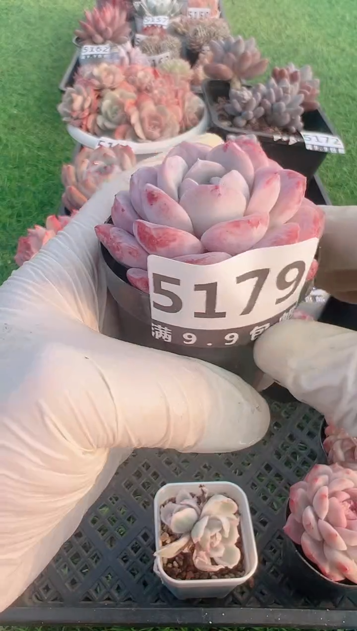 【闪购商品】信福多肉一物一拍