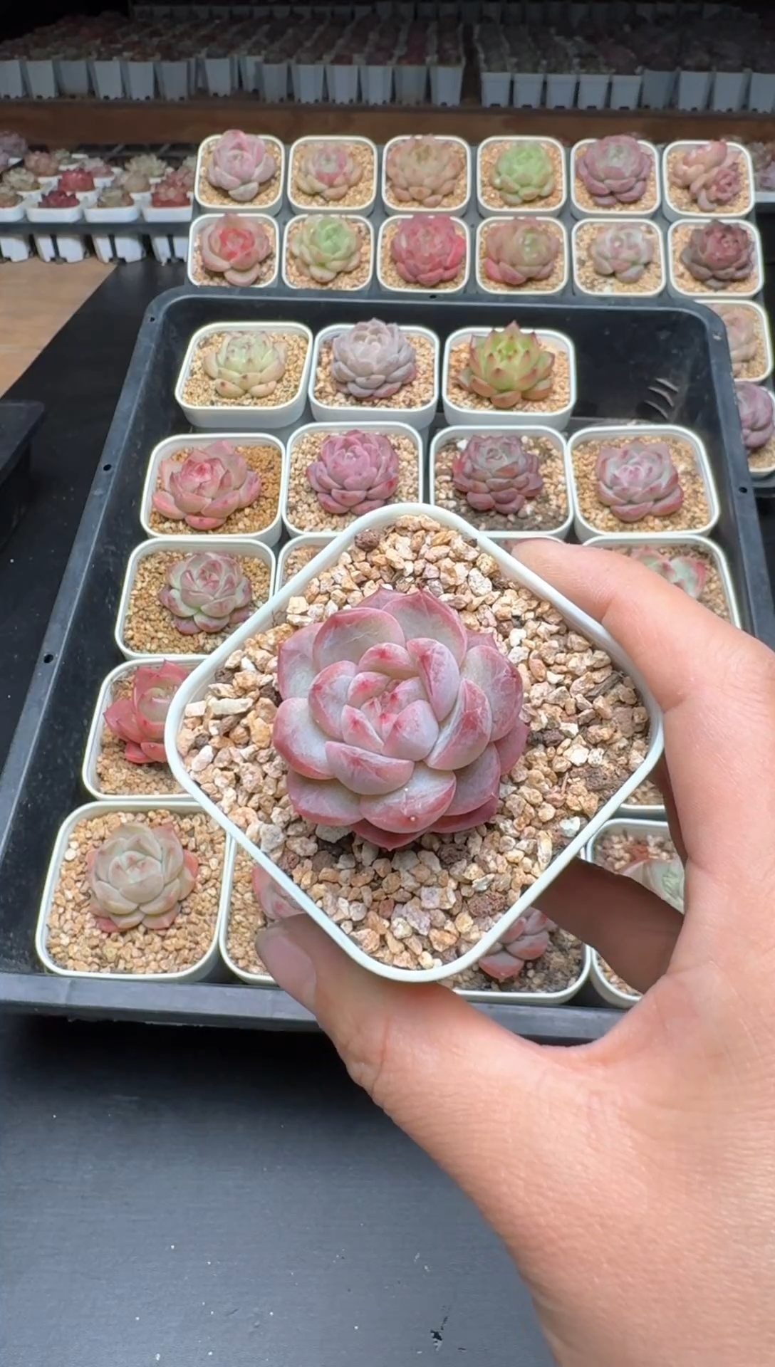 【闪购商品】242B物拍多肉带盆土6.5杯拍3颗包柚