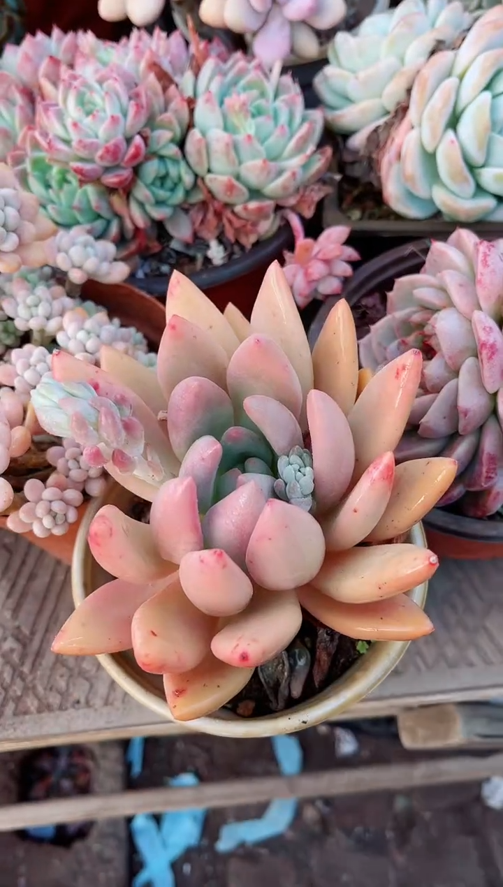 【闪购商品】23094