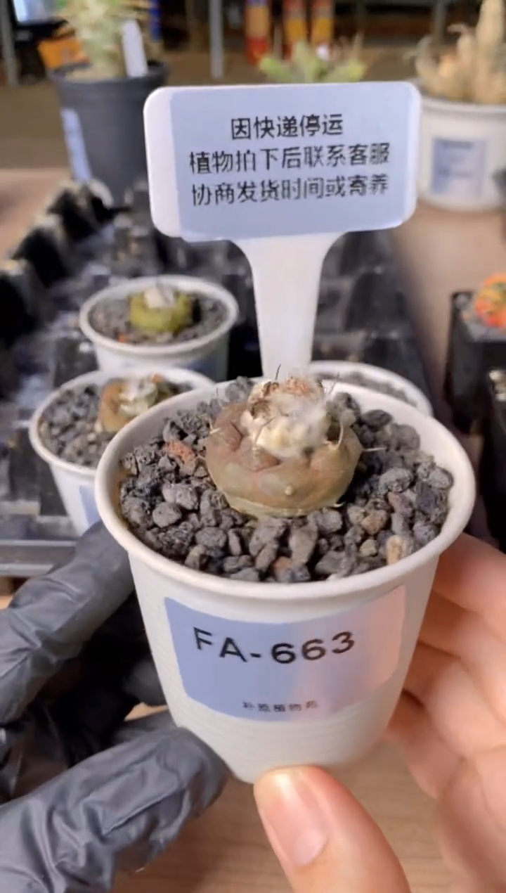 【闪购商品】冬云FA-663