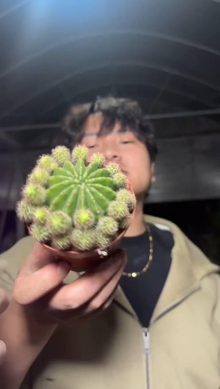 浓桃筋【带根】5-8cm