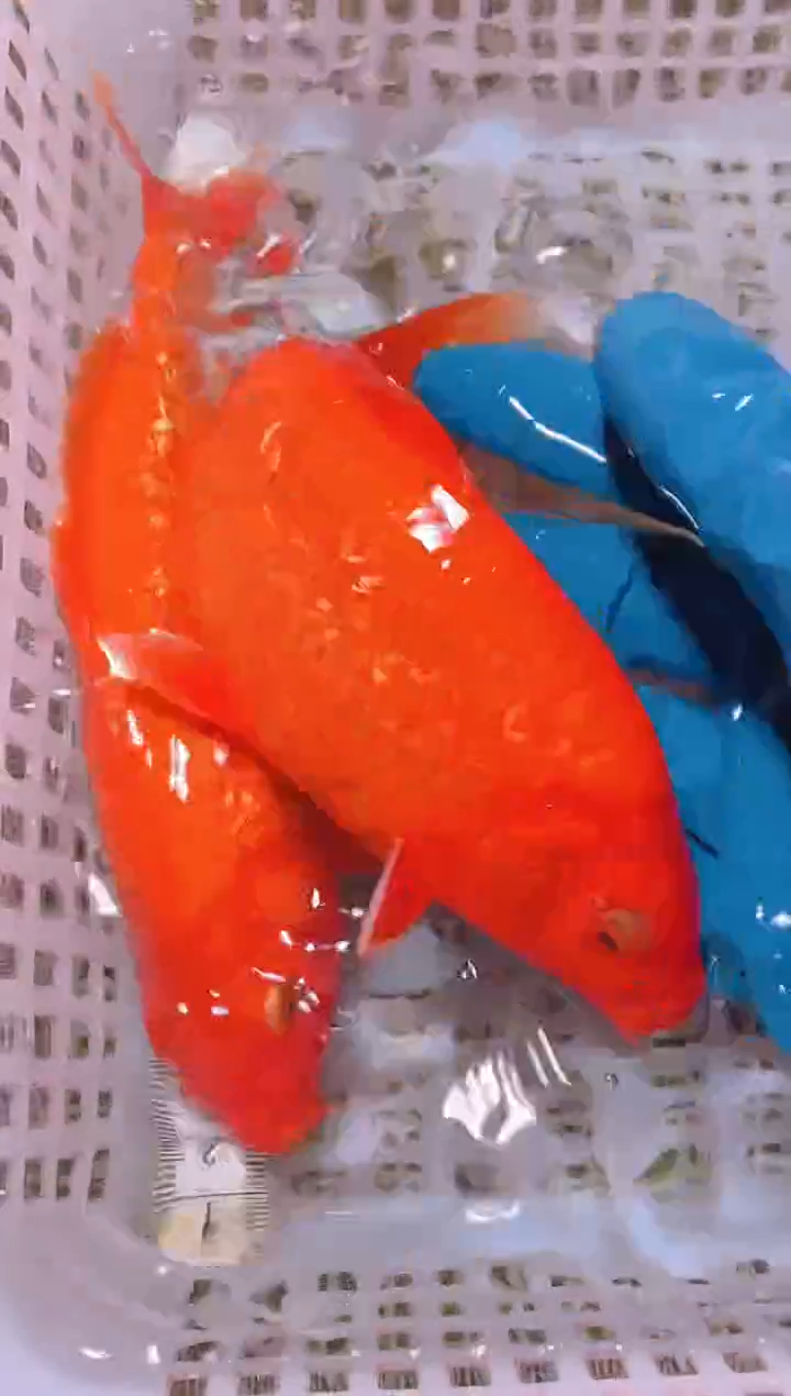 锦鲤冷水观赏鱼全场包邮107