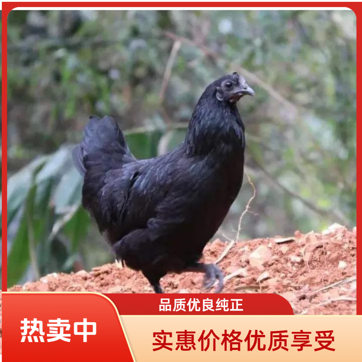 宠物鸡  五黑宠物鸡