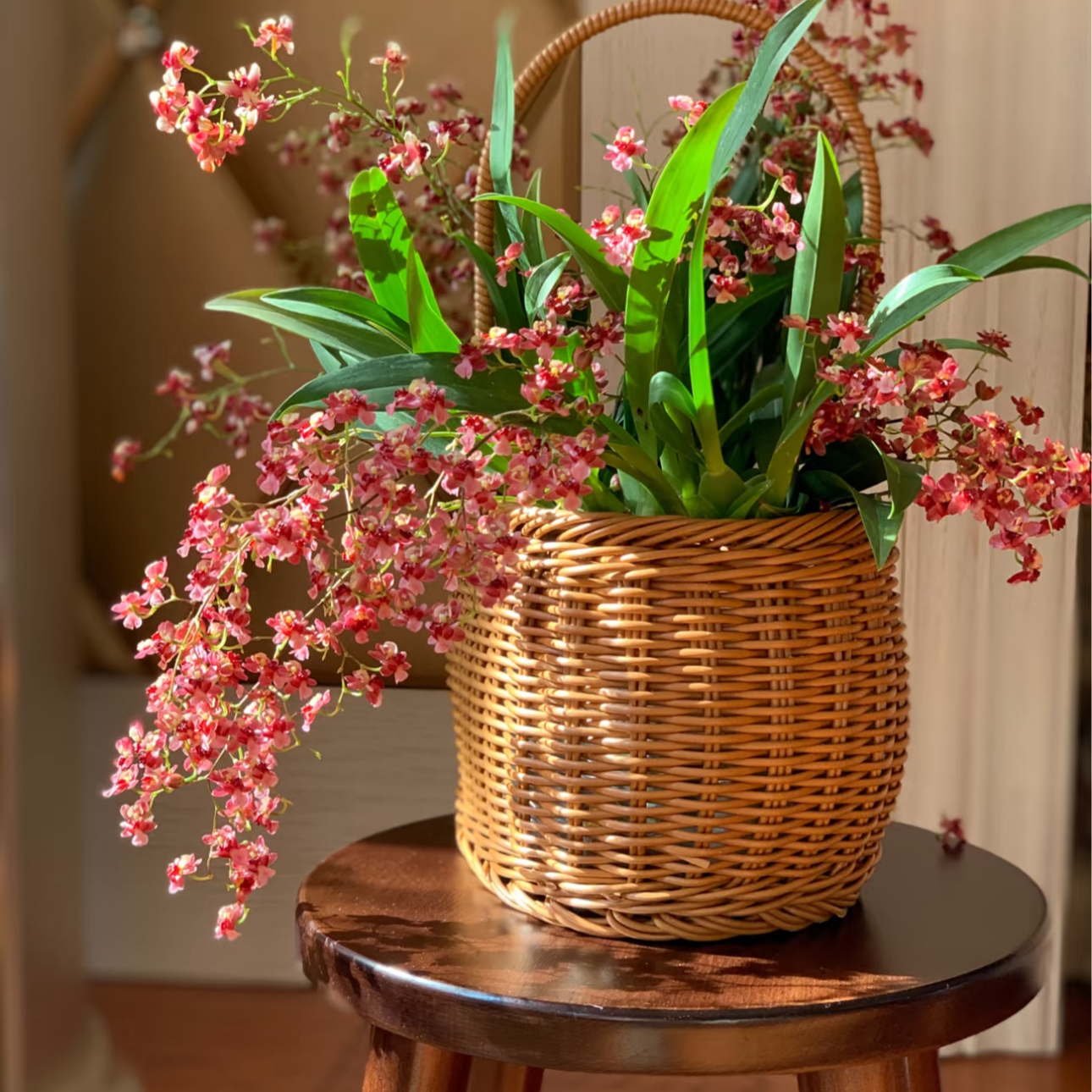 《满堂红》红色梦香兰130口径保20支花剑简单好养阳台多年生爆花