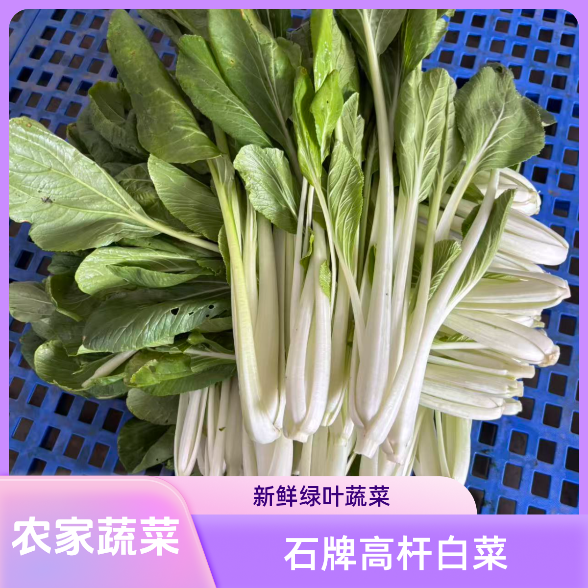 安庆石牌本地露天种植现采摘新鲜高杆白菜蔬菜白菜顺丰快递包邮