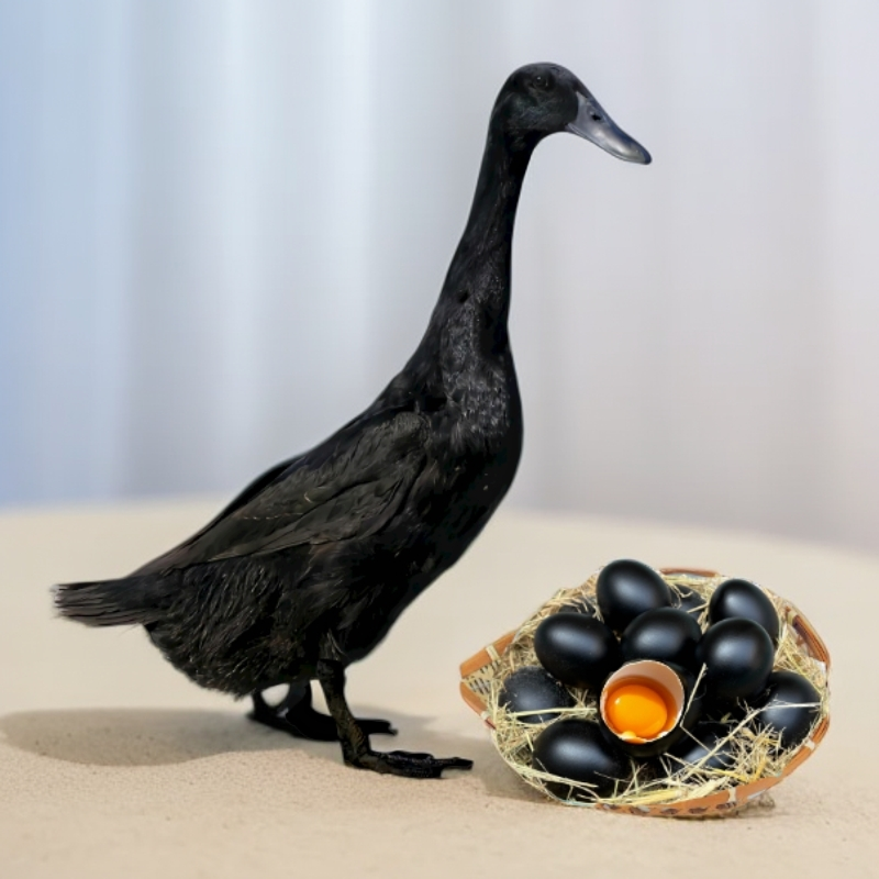【98到手24只】黑蛋鸭  下黑蛋的鸭子 黑蛋鸭 顺丰包邮到家QW