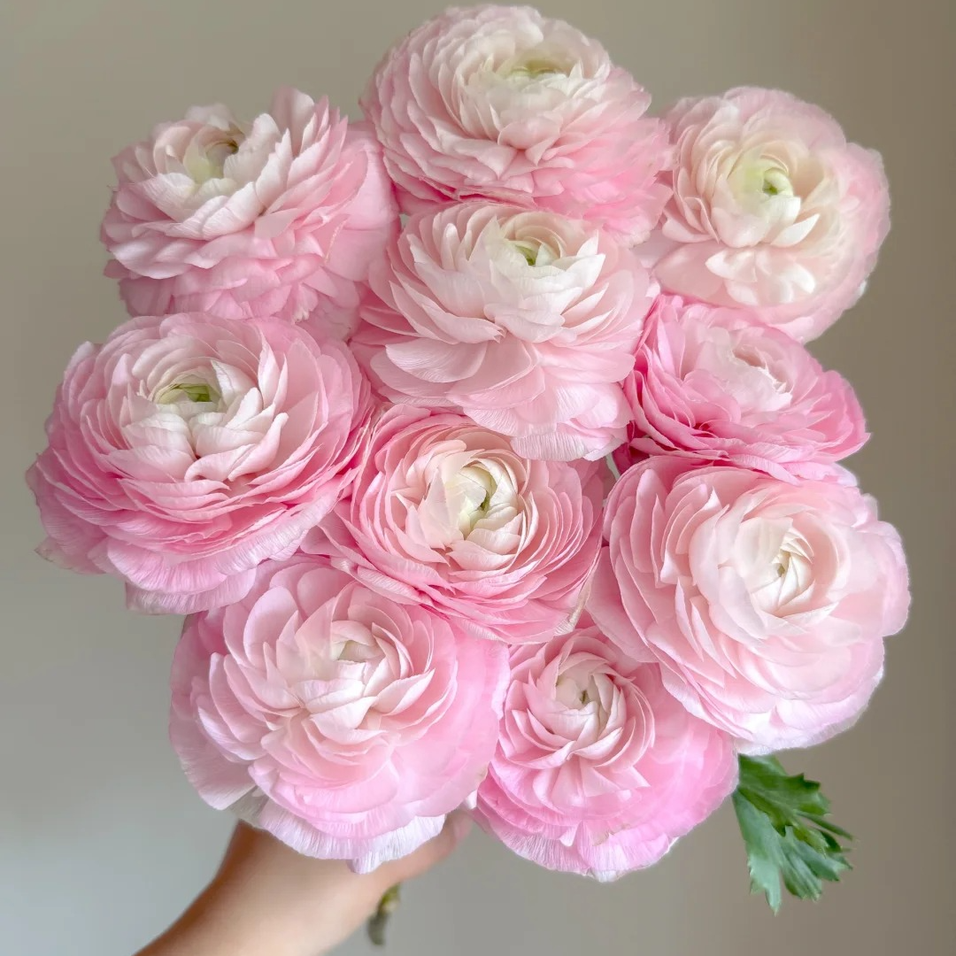 【莫奈花园专属】成功系列洋牡丹【河内、樱花粉】鲜切花云南直发顺丰