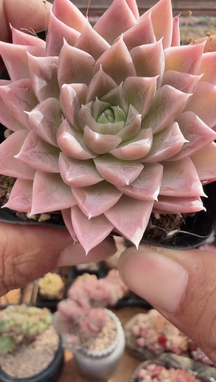 东云多肉园新款-143