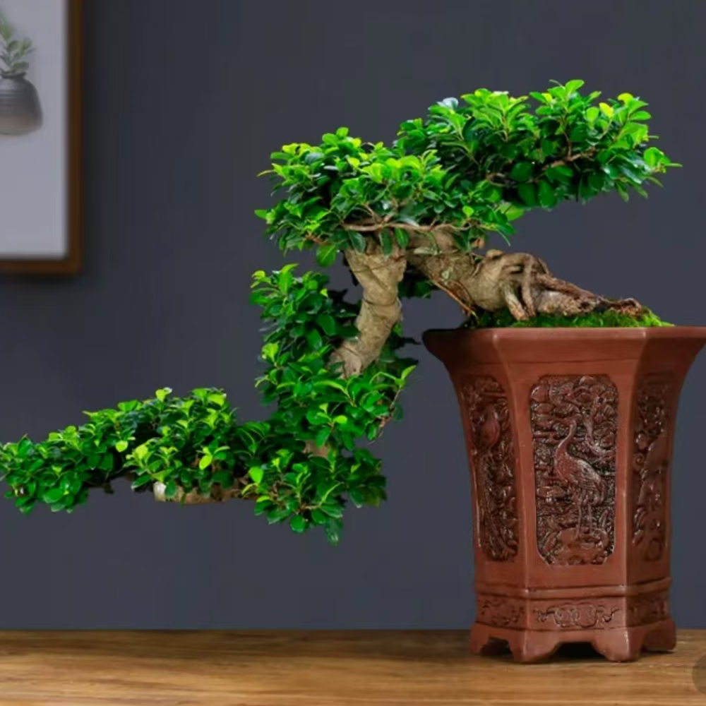 基地好养老桩盆景直播间实物为准