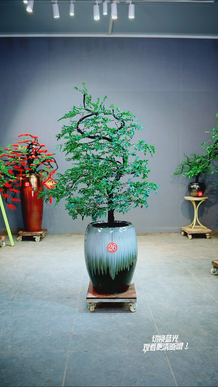 以实际为准小*26号一物一拍绿植