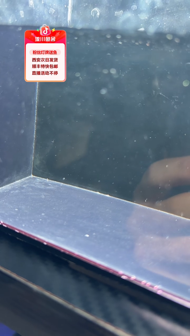 海水鱼?****菜白金可可青拧1条