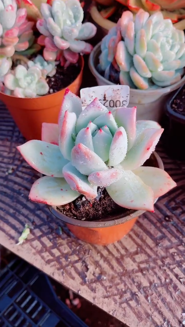 冰**你跃跃精品多肉30029