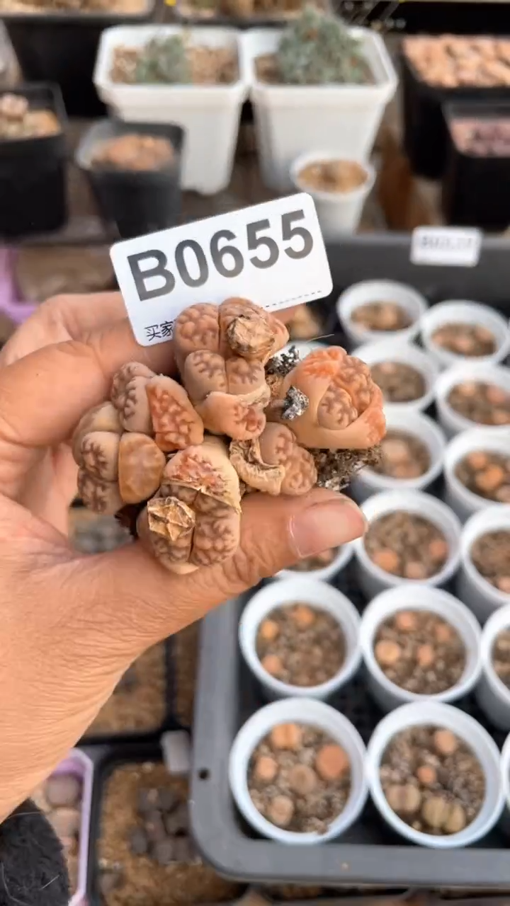 【闪购商品】0655直播一物一拍