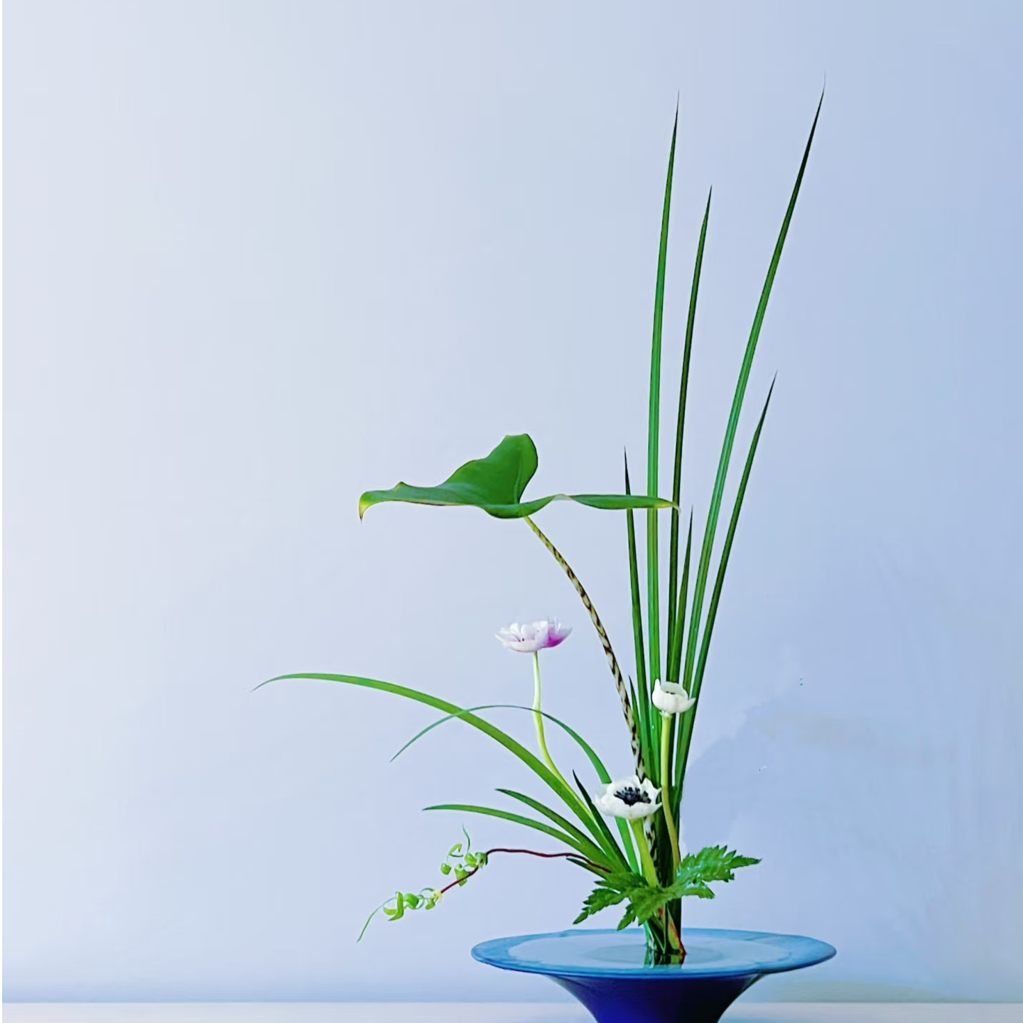 鲜切花配草【菖蒲叶】1扎5支