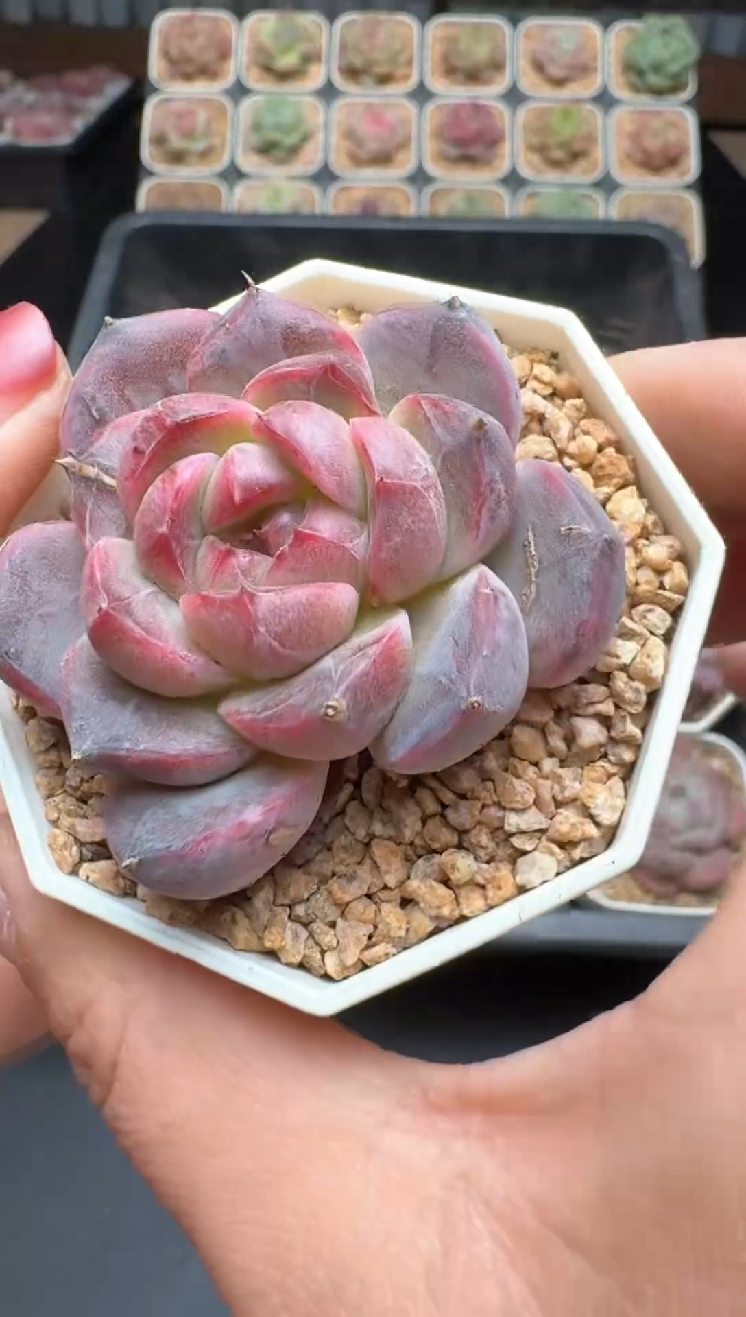 【闪购商品】575号 珍妮杂交多肉 花卉植物