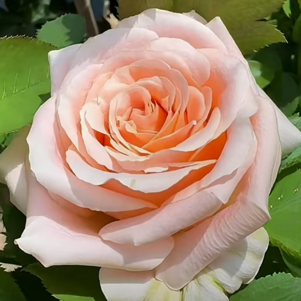 泰迪  四季灌木月季