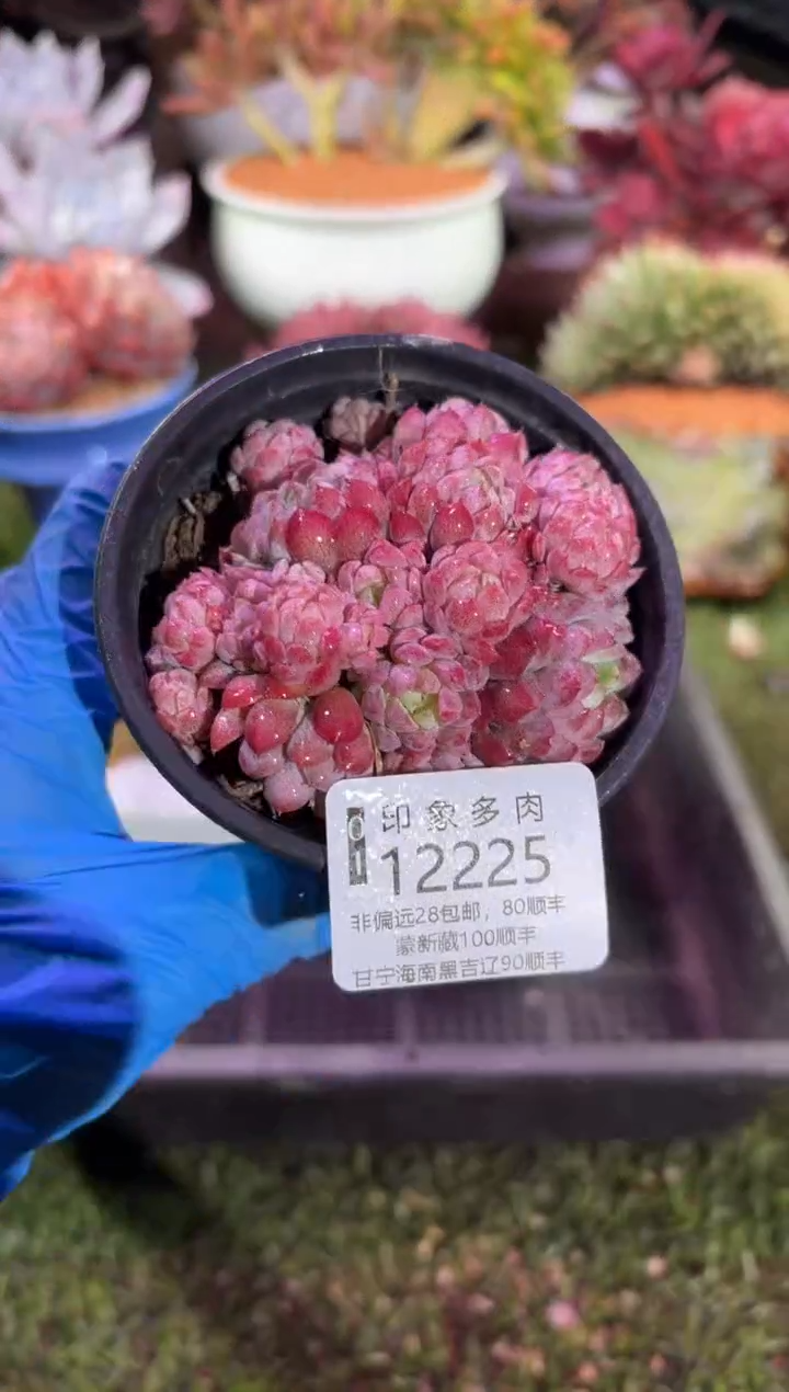 【闪购商品】12225