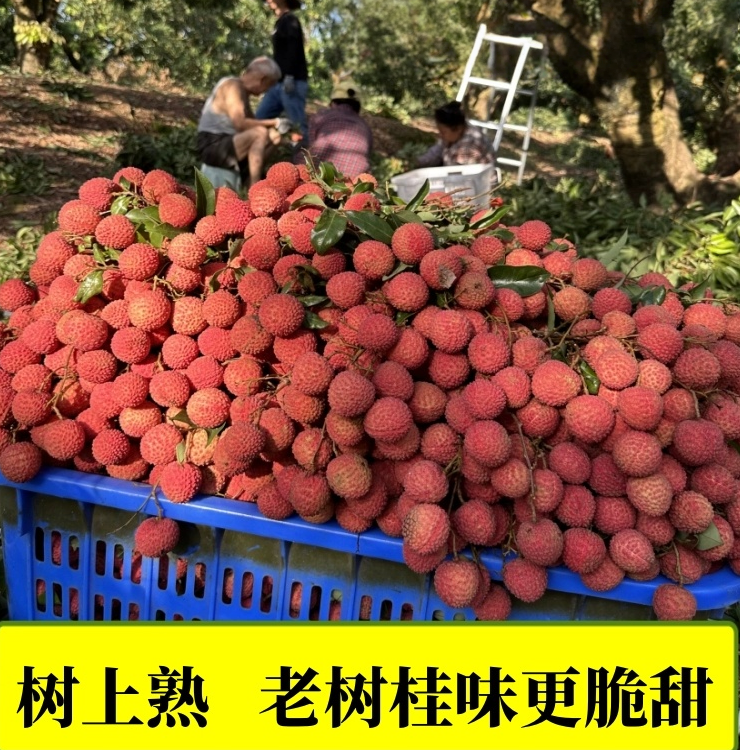 高端荔枝4斤装 桂味正宗桂味荔枝高端精品荔枝同城送