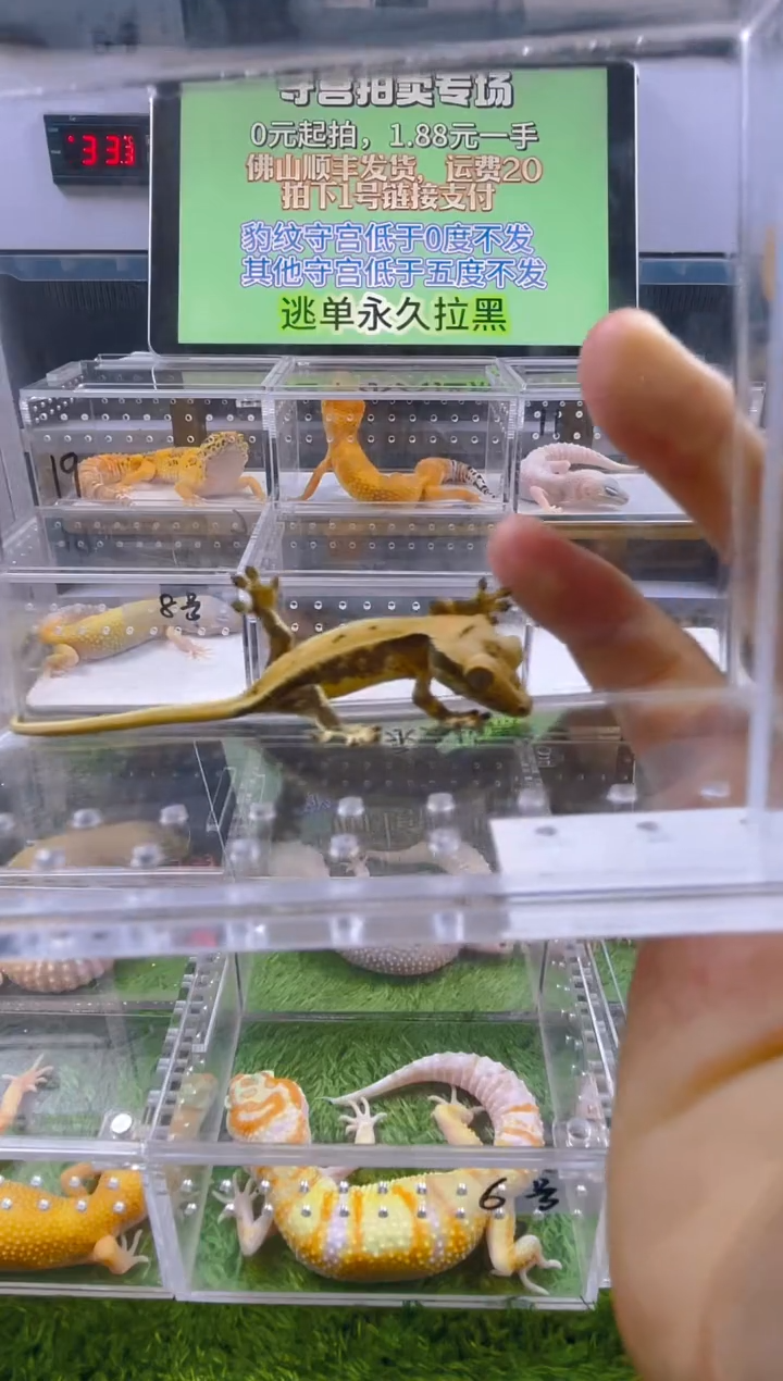 豹纹守宫可爱温顺好玩守宫迷人