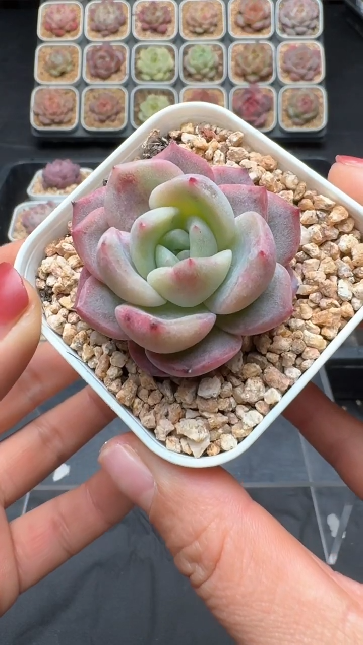 【闪购商品】024号珍妮多肉一物一拍3单包邮