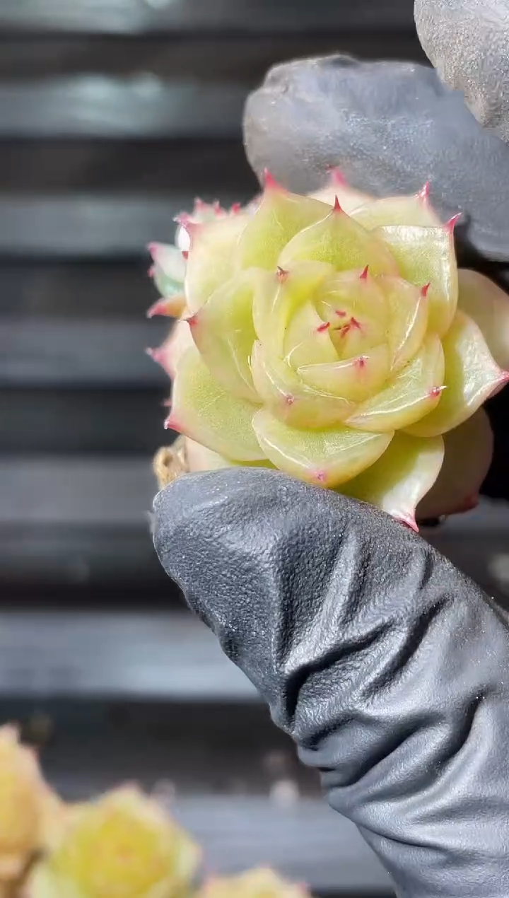 23-15 胧翠2-3厘米量拍发一颗