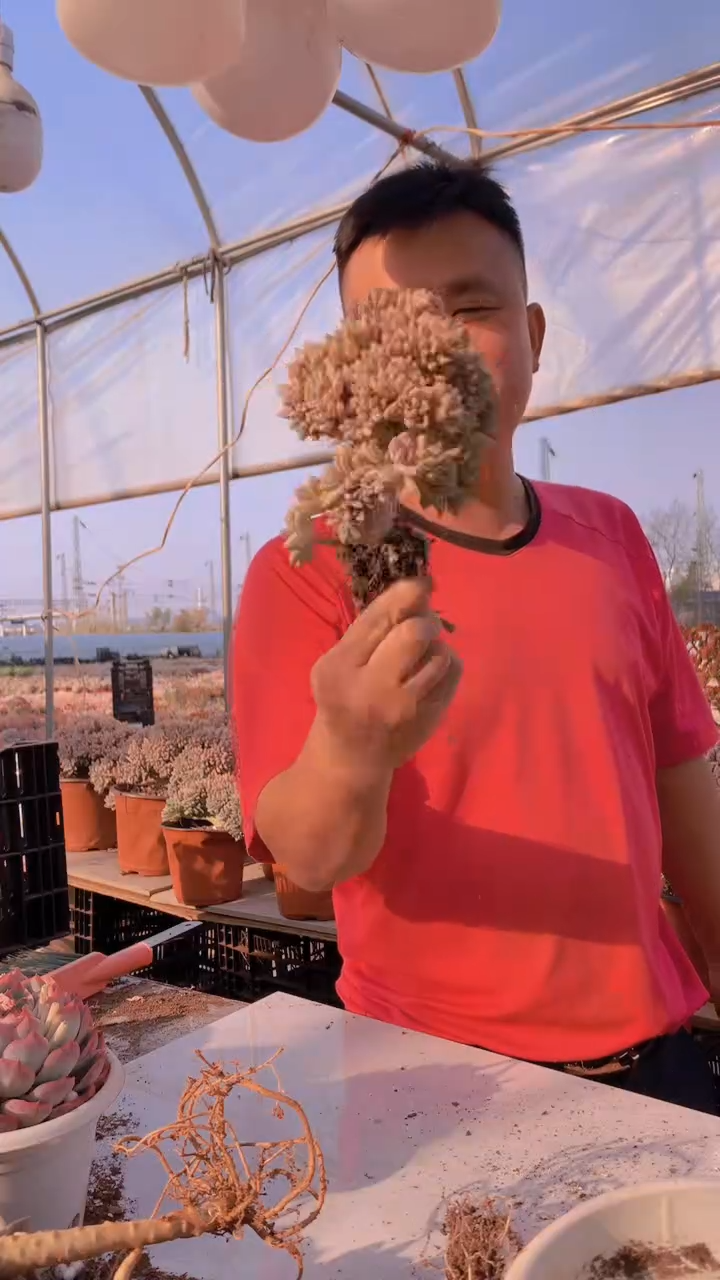 【闪购商品】缀化169