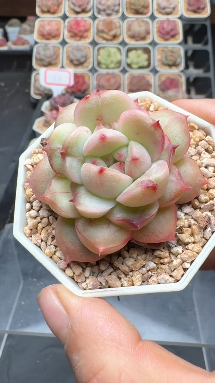 【闪购商品】855号珍妮多肉一物一拍3单包邮