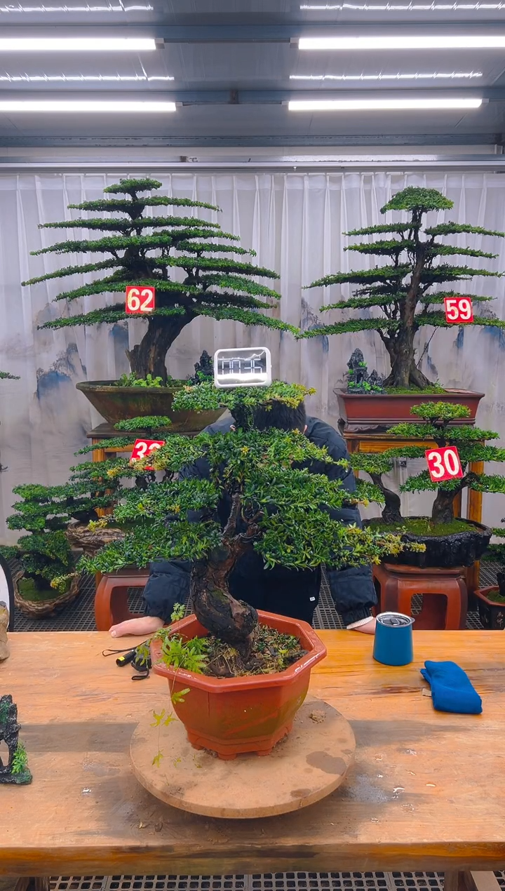 无花朵精品盆景直播间一物一拍