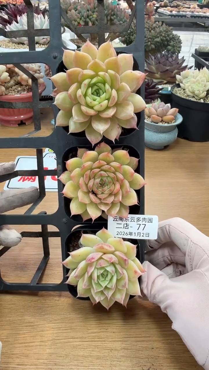 东云多肉园二店-77（其中1棵）