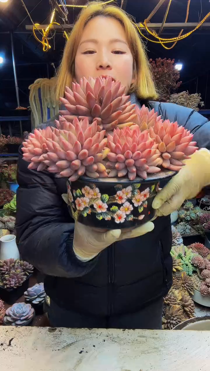 小号虞姬美人脱土包邮
