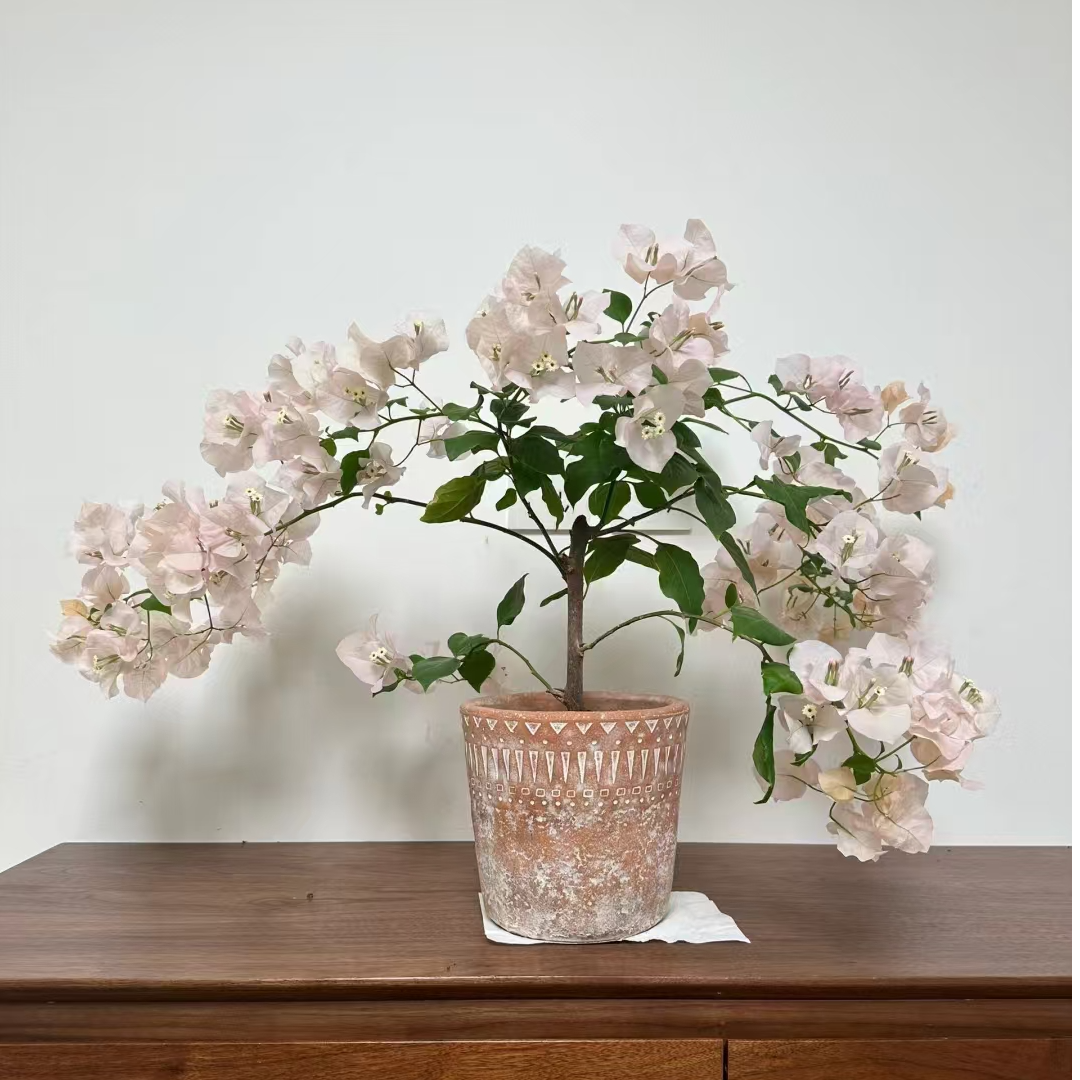 三角梅一物一拍改价链接  盆栽庭院观赏阳台三角梅