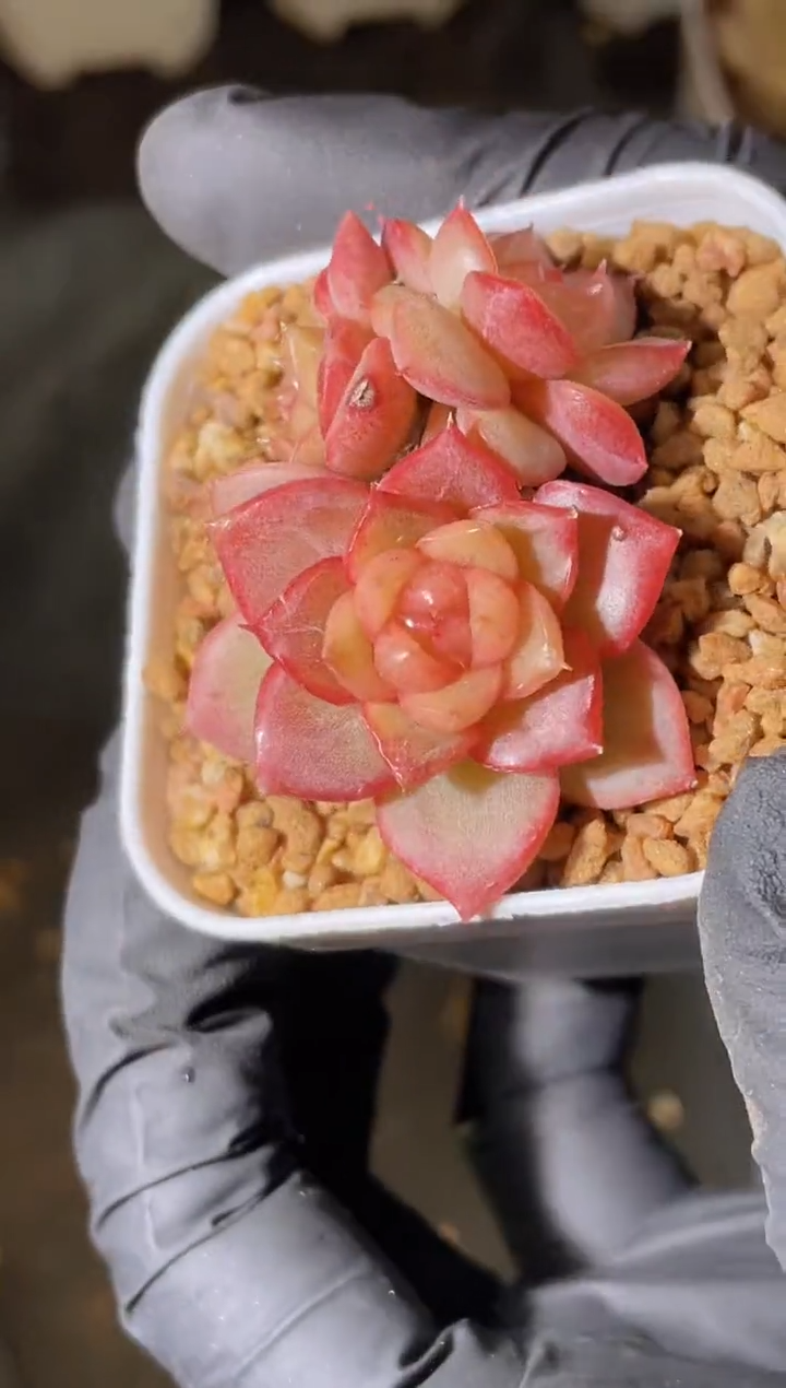 2582 思明月群2-3厘米 量拍发一颗