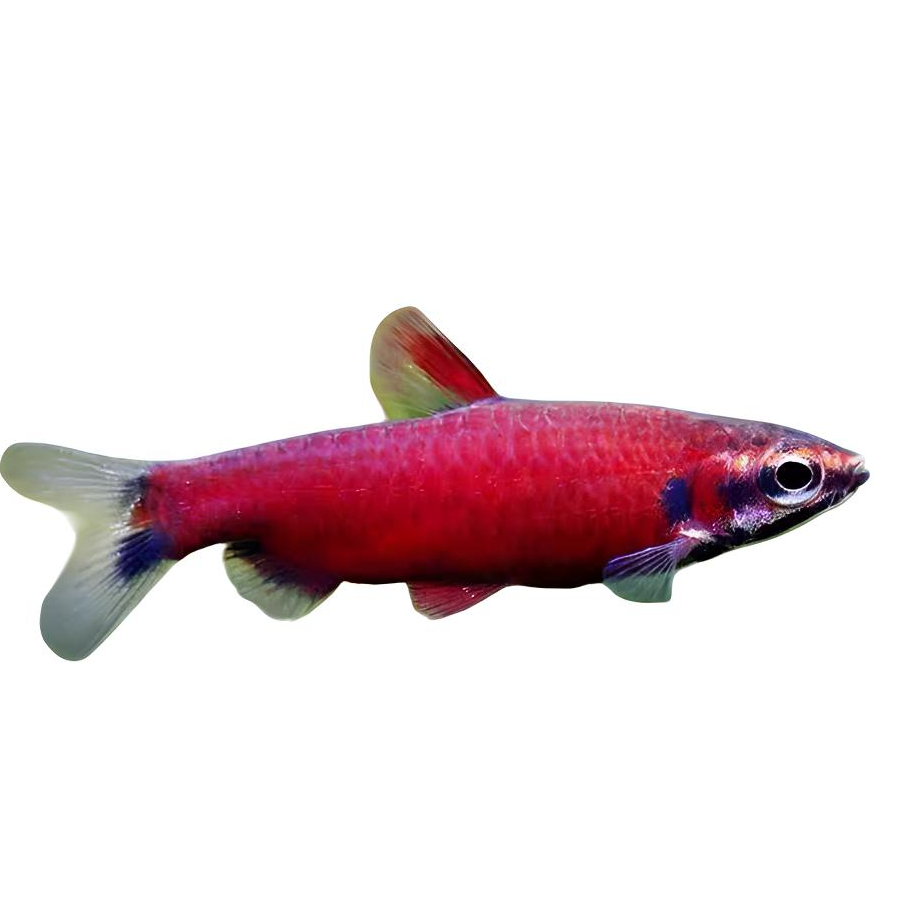 七号水族 胭脂铅笔