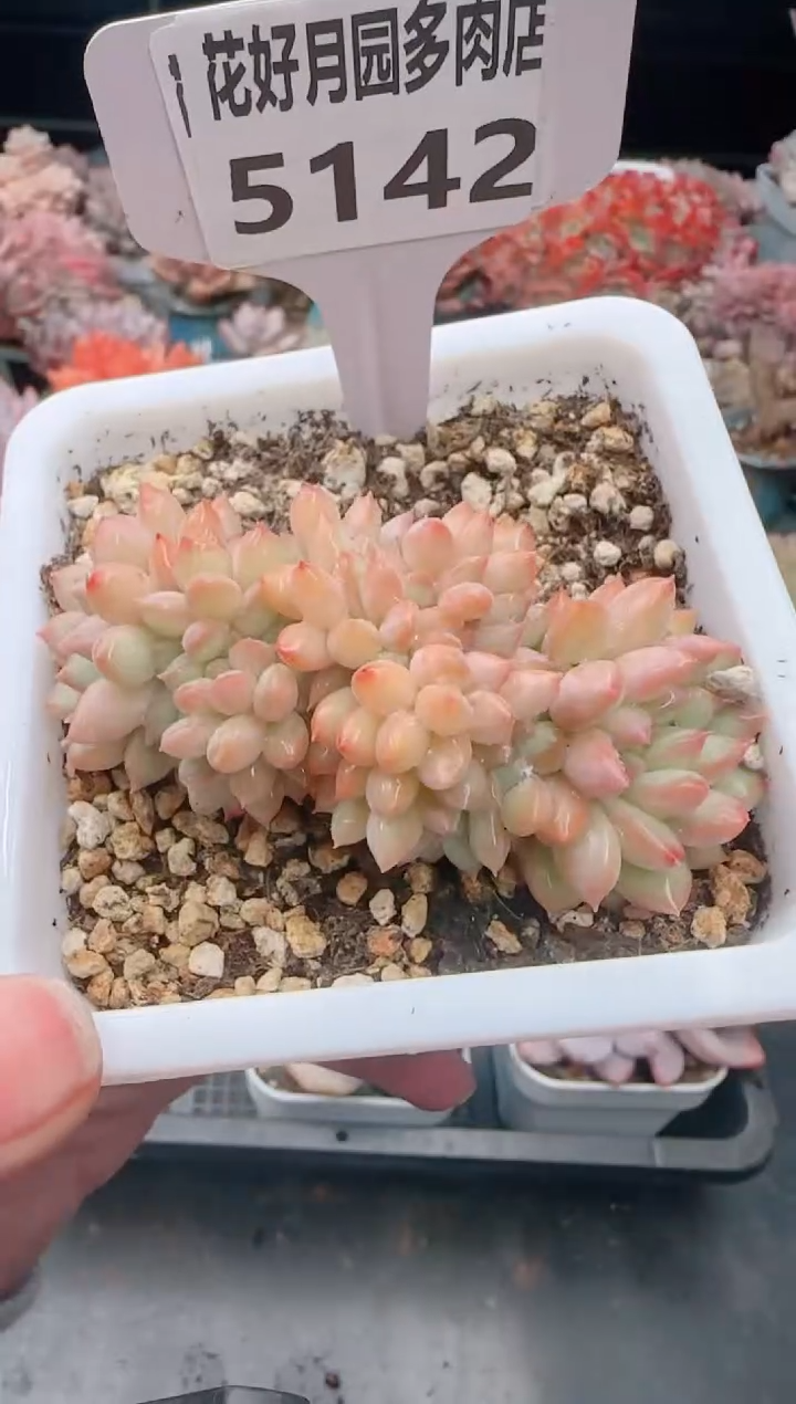 【闪购商品】5142.