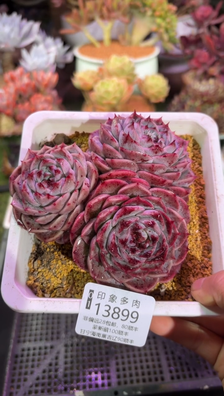 【闪购商品】13899