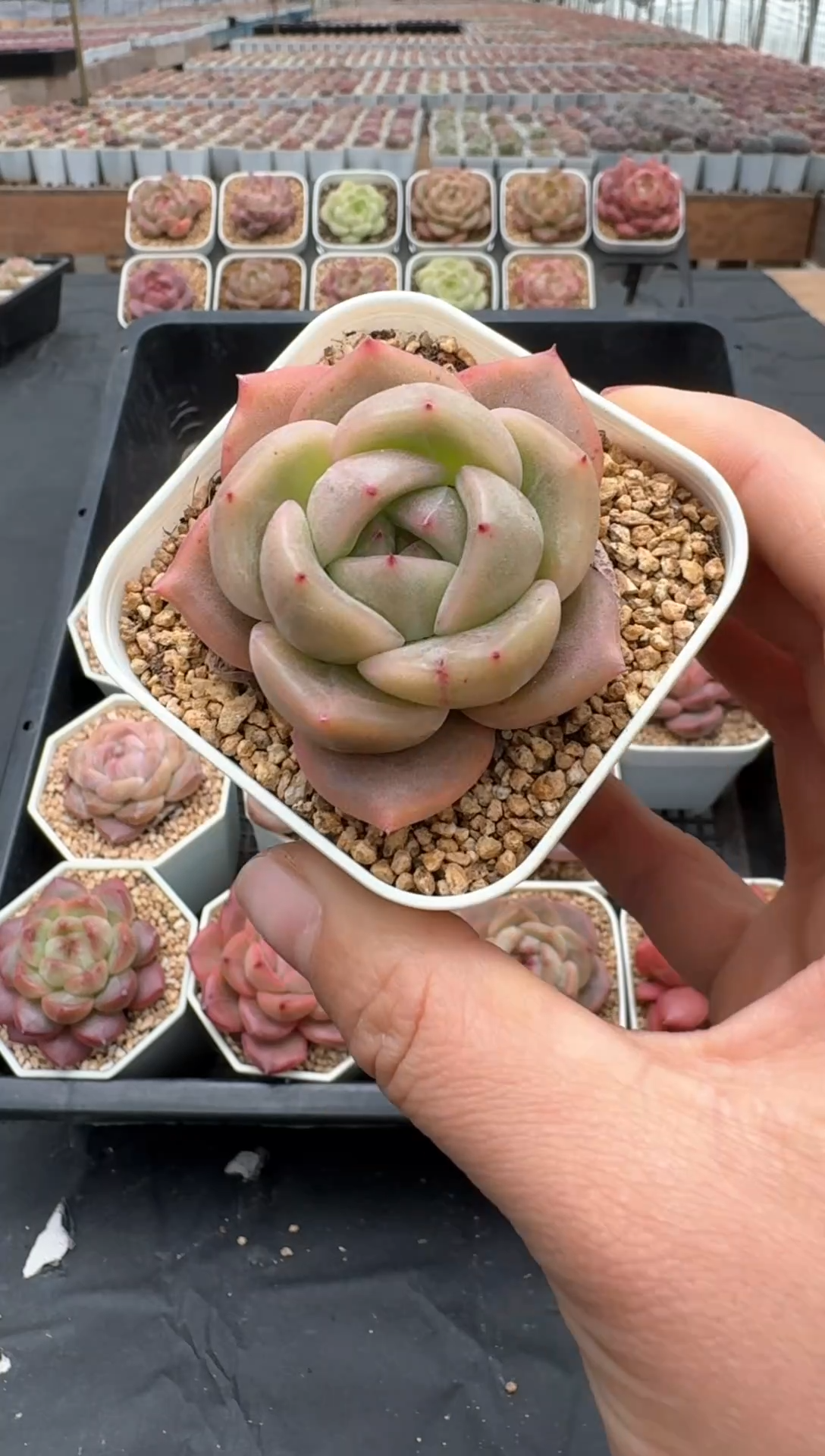 【闪购商品】3523单包邮珍妮多肉一物一拍