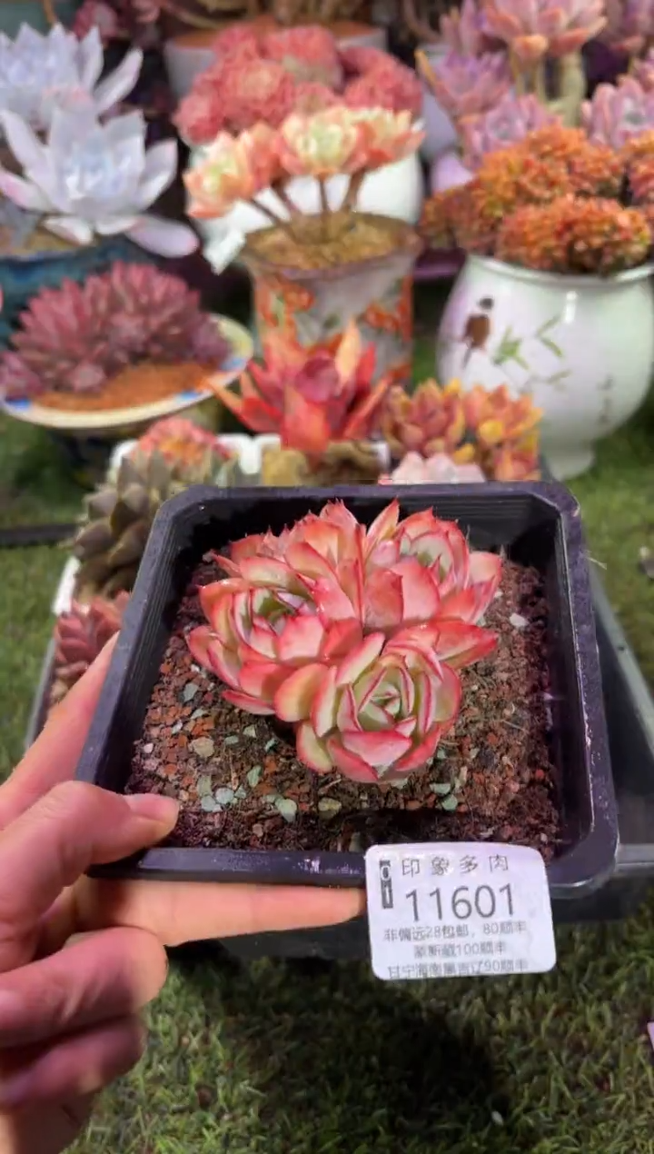 【闪购商品】11601