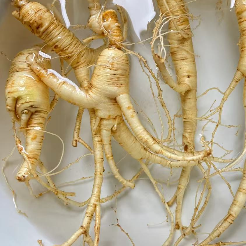 鲜人参   直播间代拍链接 