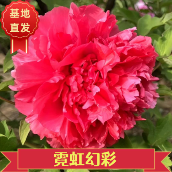 【霓虹幻彩牡丹】粉红色系     庭院种植地载盆栽   基地直发