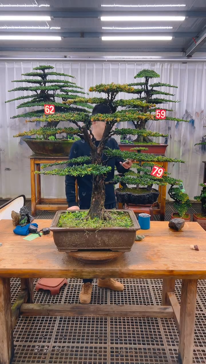 无花朵美***人精品盆景直播间一物一拍