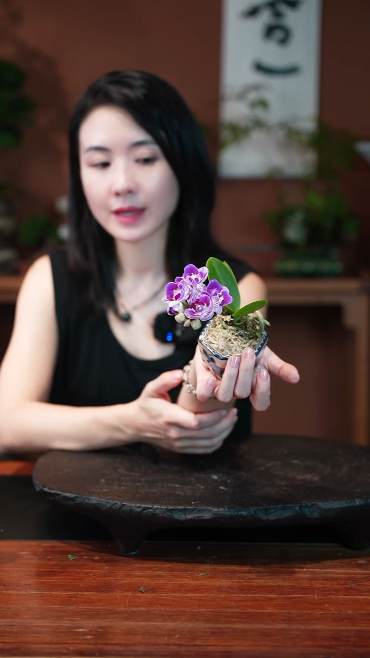 无花朵蝴蝶兰荷花盆景盆景盆景