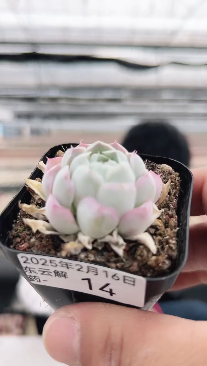 【闪购商品】东云解药多肉-14