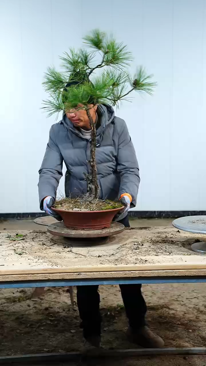 无花朵松树88888