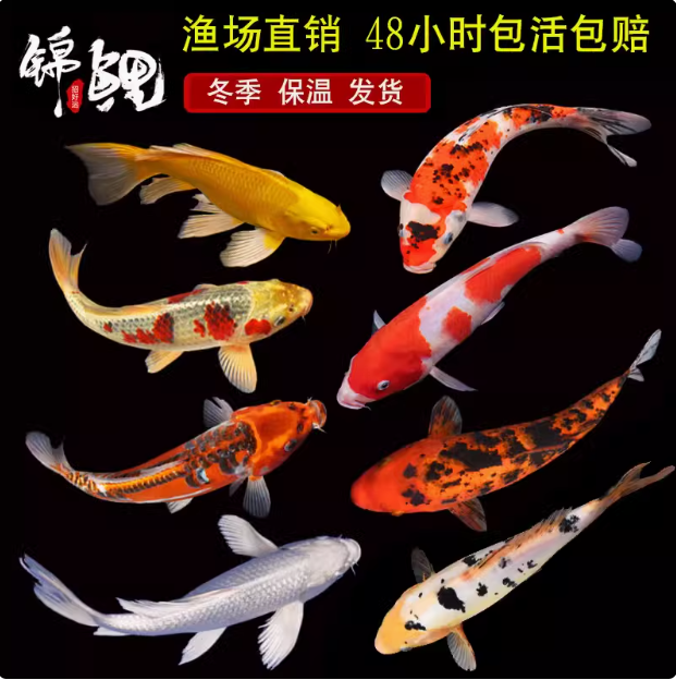 【14-17cm】黄金2红草1红白1共四条锦鲤金鱼观赏鱼冷水鱼好养耐活