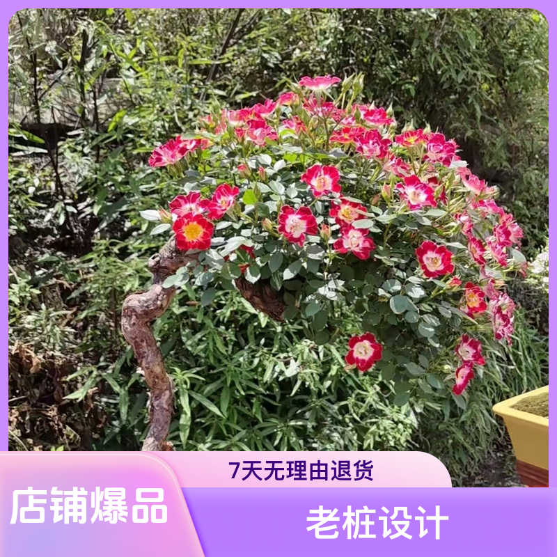 刺梨山木香月季嫁接砧木
