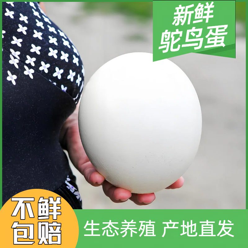 【1枚2.6-2.8斤】新鲜鸵鸟蛋的原生营养，给孩子孕妇老人吃着超安心