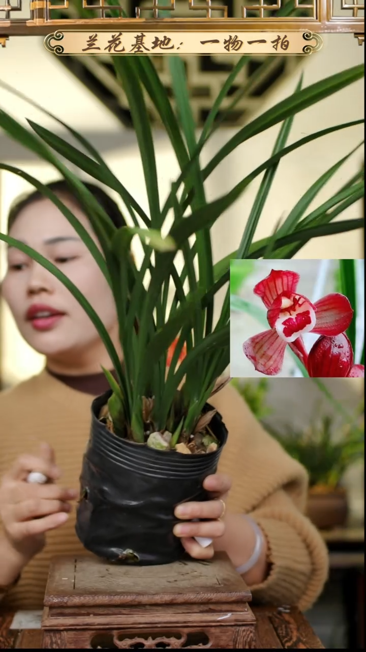 完全开放春剑红荷