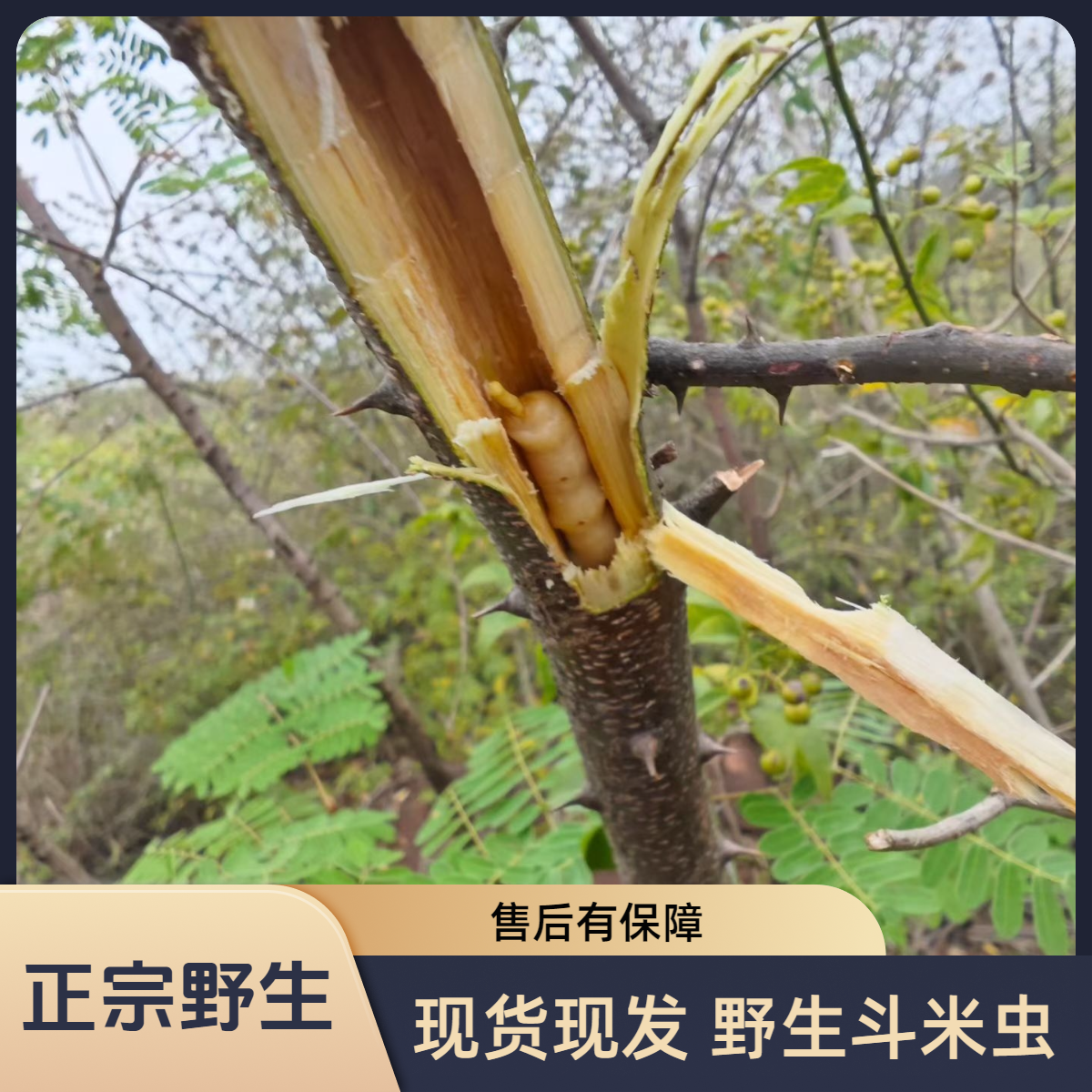 一斤装云实树斗米虫刺虫鸟不踏斗米虫农村特产现砍新鲜